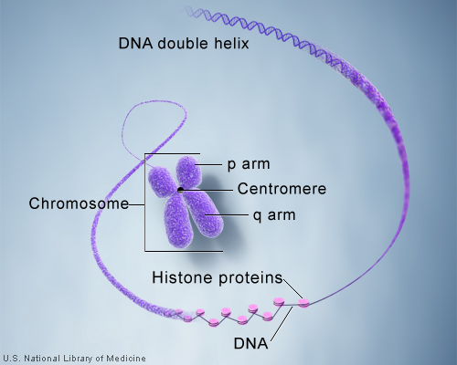 DNA and histone proteins are packaged into structures called chromosomes. Image Credit: U.S. National Library of Medicine